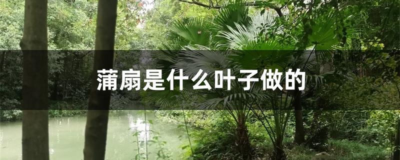 蒲扇是什么叶子做的 蒲扇是什么叶子做的