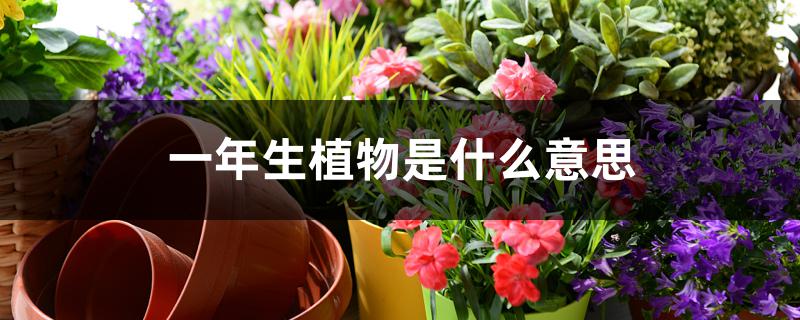 一年生植物是什么意思 一年生植物是什么意思