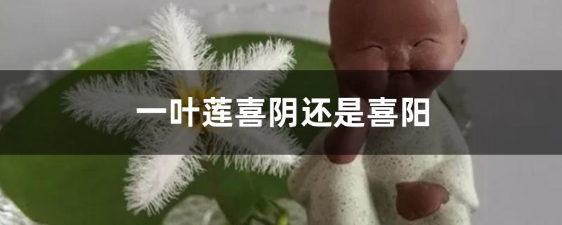 一叶莲喜阴还是喜阳 一叶莲喜阴还是喜阳