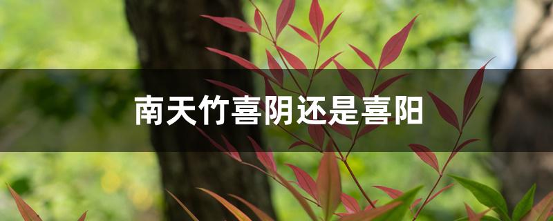 南天竹喜阴还是喜阳 南天竹喜阴还是喜阳