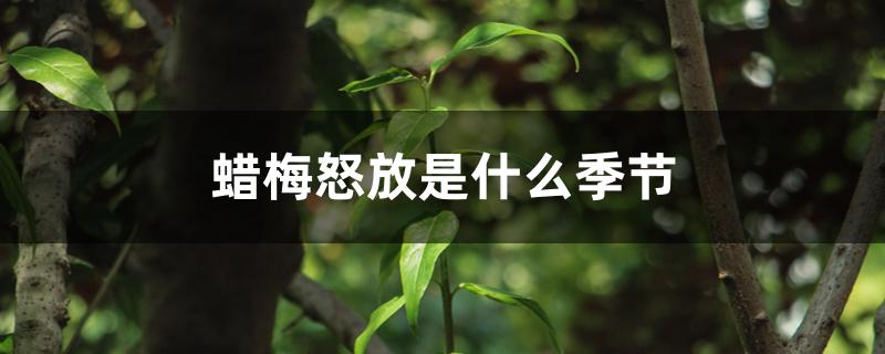 蜡梅怒放是什么季节 蜡梅怒放是什么季节