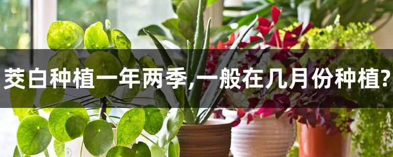 茭白种植一年两季,一般在几月份种植? 茭白种植一年两季,一般在几月份种植?