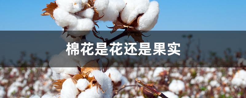 棉花是花还是果实 棉花是花还是果实