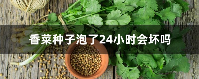 香菜种子泡了24小时会坏吗 香菜种子泡了24小时会坏吗