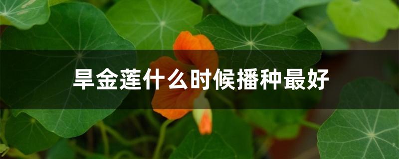 旱金莲什么时候播种最好 旱金莲什么时候播种最好