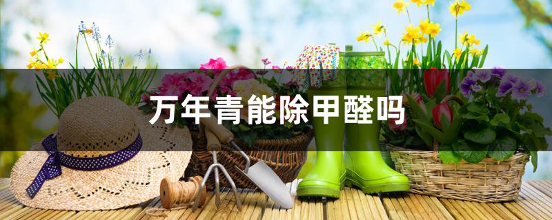 万年青能除甲醛吗