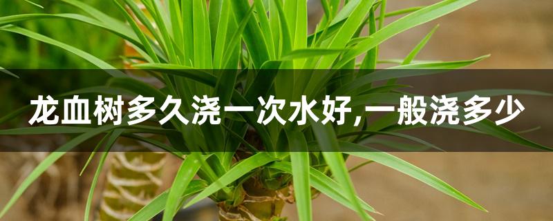 龙血树多久浇一次水好,一般浇多少 龙血树多久浇一次水好,一般浇多少