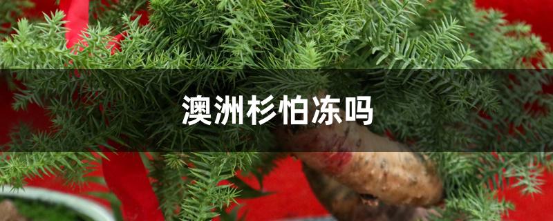 澳洲杉怕冻吗 澳洲杉怕冻吗