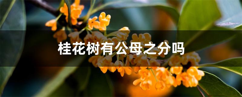 桂花树有公母之分吗 桂花树有公母之分吗