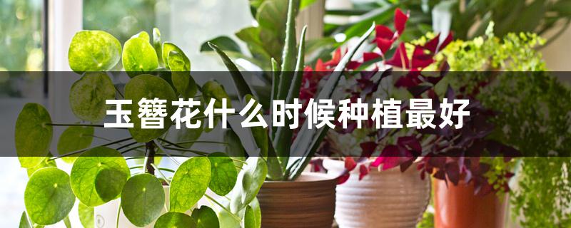 玉簪花什么时候种植最好 玉簪花什么时候种植最好