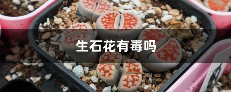 生石花有毒吗 生石花有毒吗