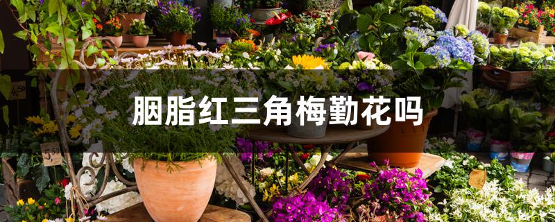 胭脂红三角梅勤花吗 胭脂红三角梅勤花吗