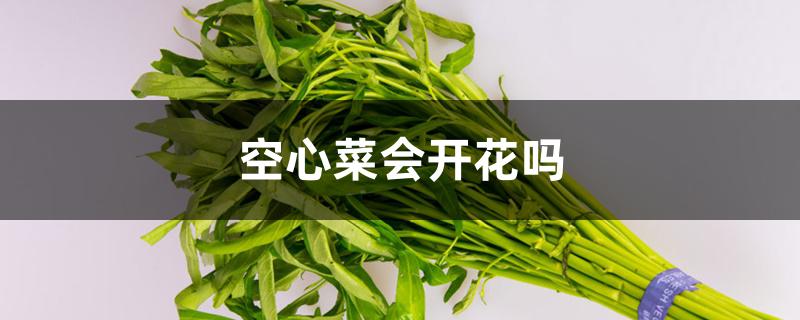空心菜会开花吗 空心菜会开花吗