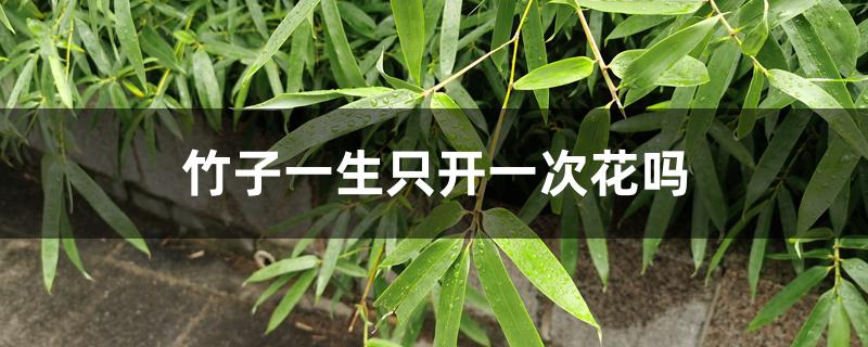 竹子一生只开一次花吗 竹子一生只开一次花吗