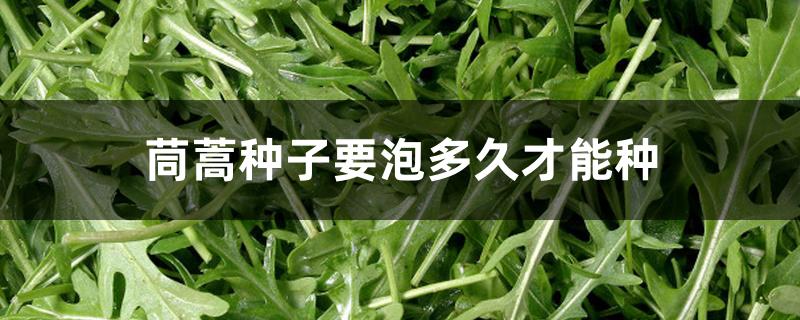 茼蒿种子要泡多久才能种 茼蒿种子要泡多久才能种