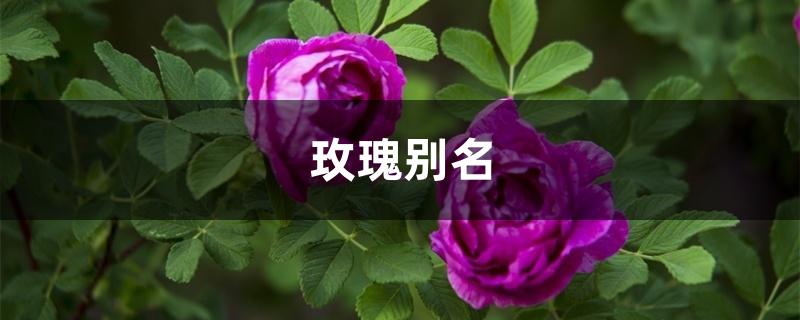 玫瑰别名 玫瑰别名