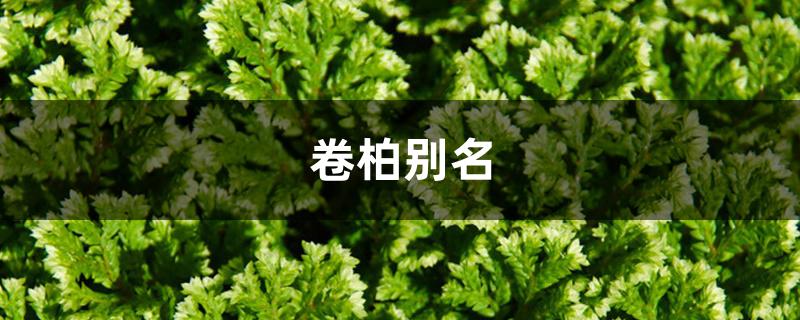 卷柏别名 卷柏别名