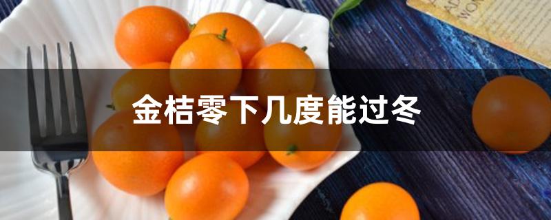 金桔零下几度能过冬