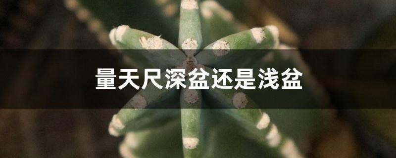 量天尺深盆还是浅盆 量天尺深盆还是浅盆