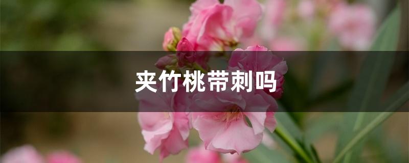 夹竹桃带刺吗