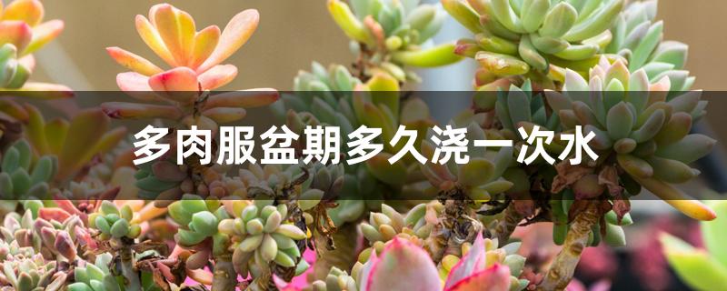 多肉服盆期多久浇一次水 多肉服盆期多久浇一次水