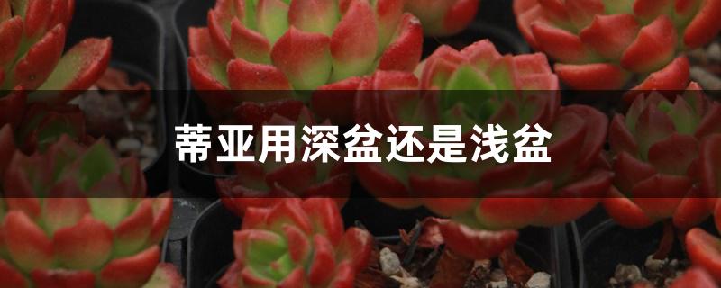 蒂亚用深盆还是浅盆 蒂亚用深盆还是浅盆