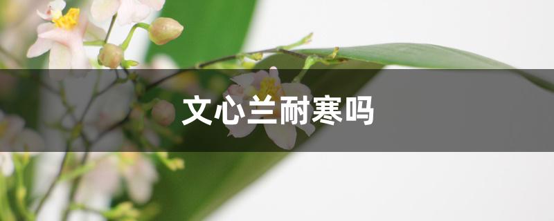 文心兰耐寒吗 文心兰耐寒吗