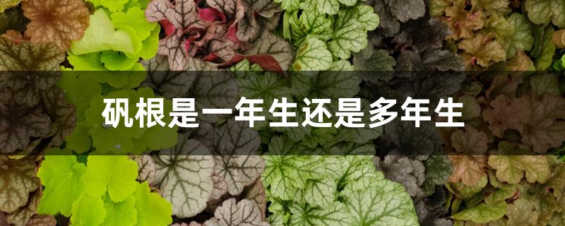 矾根是一年生还是多年生