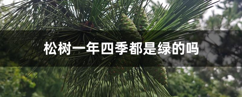 松树一年四季都是绿的吗 松树一年四季都是绿的吗