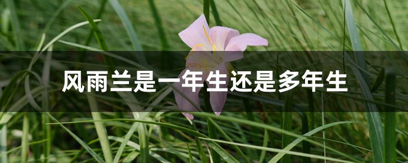 风雨兰是一年生还是多年生 风雨兰是一年生还是多年生
