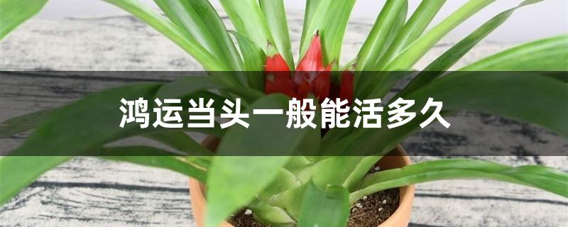 鸿运当头一般能活多久 鸿运当头一般能活多久