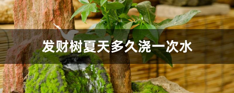 发财树夏天多久浇一次水
