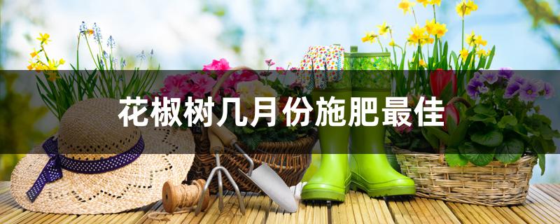 花椒树几月份施肥最佳 花椒树几月份施肥最佳