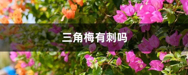 三角梅有刺吗 三角梅有刺吗