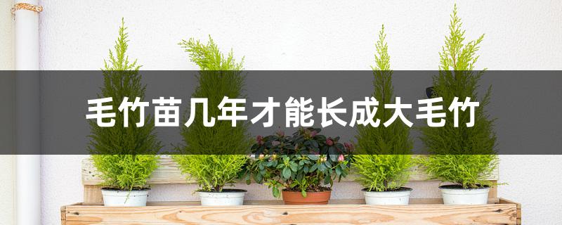 毛竹苗几年才能长成大毛竹 毛竹苗几年才能长成大毛竹