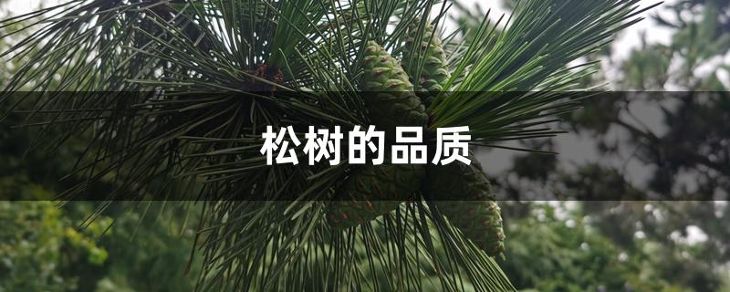 松树的品质 松树的品质