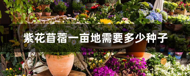 紫花苜蓿一亩地需要多少种子 紫花苜蓿一亩地需要多少种子