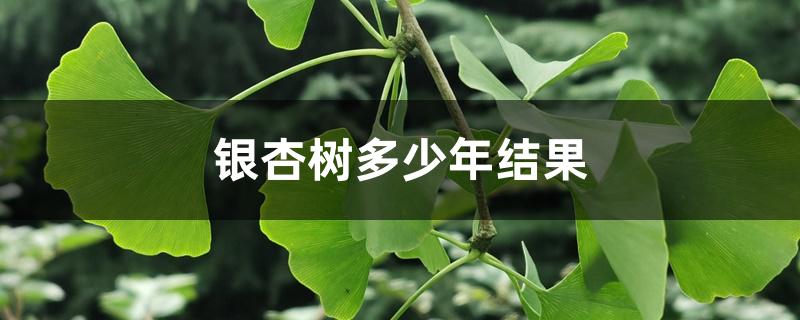 银杏树多少年结果 银杏树多少年结果