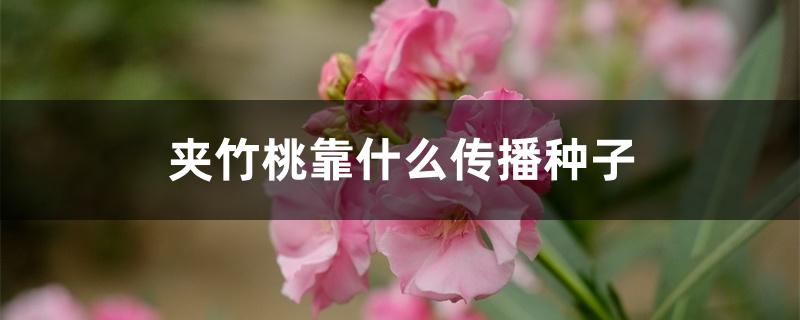 夹竹桃靠什么传播种子 夹竹桃靠什么传播种子