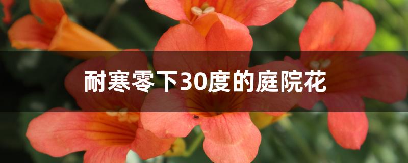 耐寒零下30度的庭院花 耐寒零下30度的庭院花