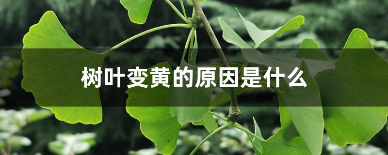 树叶变黄的原因是什么 树叶变黄的原因是什么