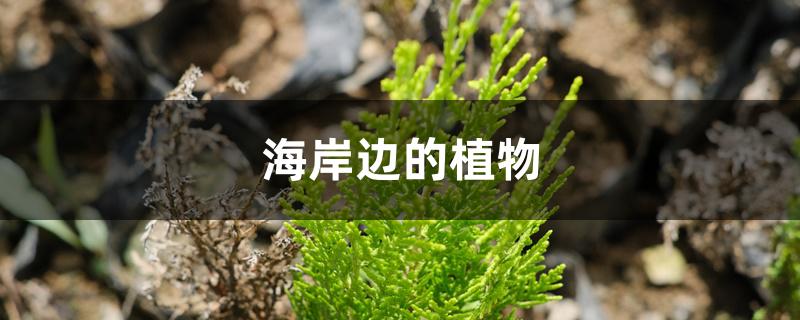 海岸边的植物 海岸边的植物