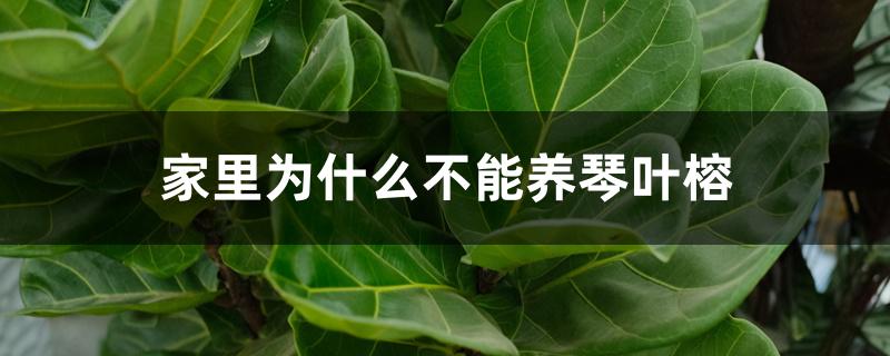 家里为什么不能养琴叶榕 家里为什么不能养琴叶榕
