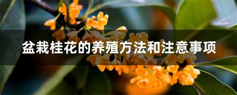 盆栽桂花的养殖方法和注意事项 盆栽桂花的养殖方法和注意事项