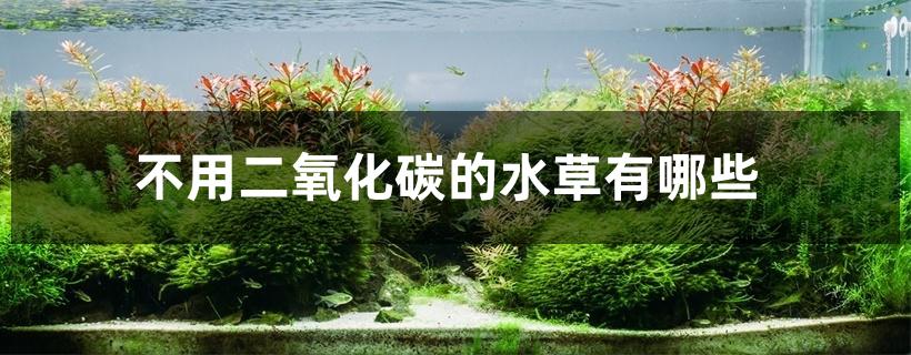 不用二氧化碳的水草有哪些 不用二氧化碳的水草有哪些