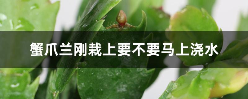 蟹爪兰刚栽上要不要马上浇水 蟹爪兰刚栽上要不要马上浇水