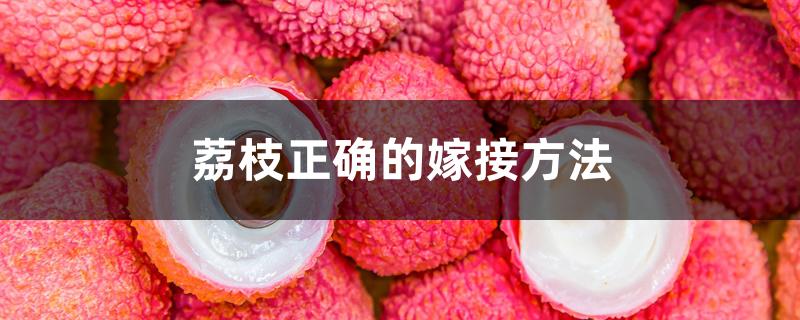 荔枝正确的嫁接方法 荔枝正确的嫁接方法