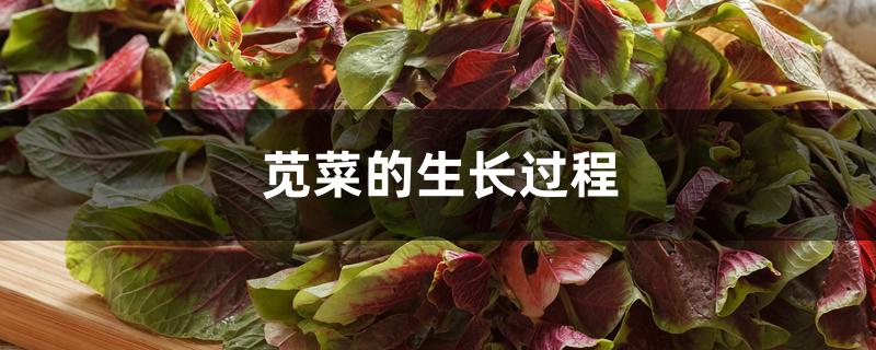 苋菜的生长过程 苋菜的生长过程