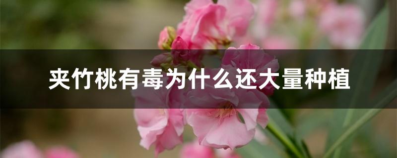 夹竹桃有毒为什么还大量种植 夹竹桃有毒为什么还大量种植