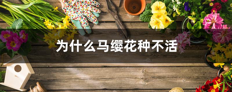 为什么马缨花种不活 为什么马缨花种不活